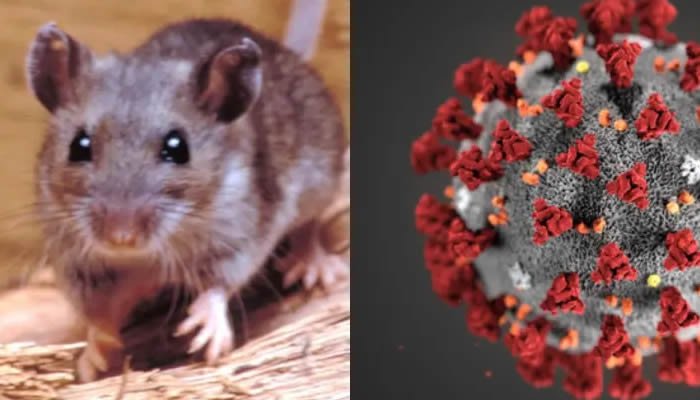 La diferencia entre el hantavirus y el Covid 19