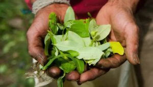 Preocupante aumento de cultivos de coca en Colombia