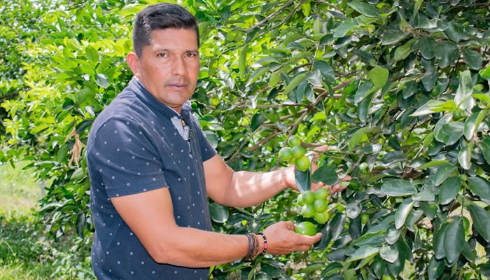 Limón orgánico del Huila gana espacio en Europa