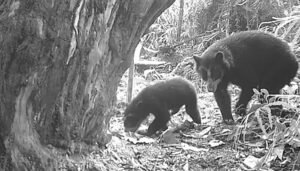 Nacen nuevas crías de oso andino en áreas protegidas