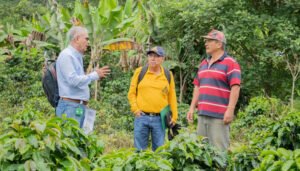 Más de 7.000 caficultores beneficiados con programa de renovación de cafetales