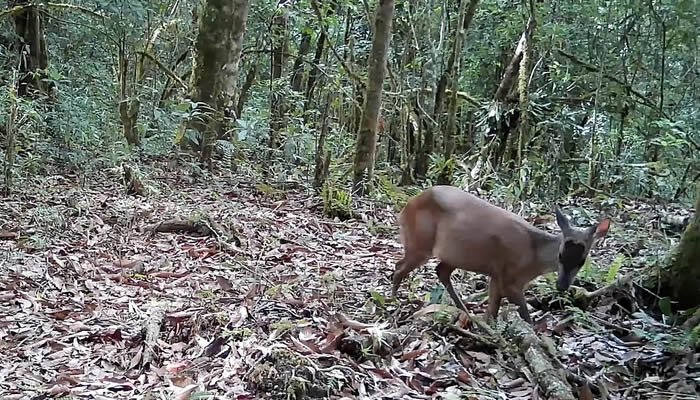 Nuevos registros de fauna silvestre en el Huila