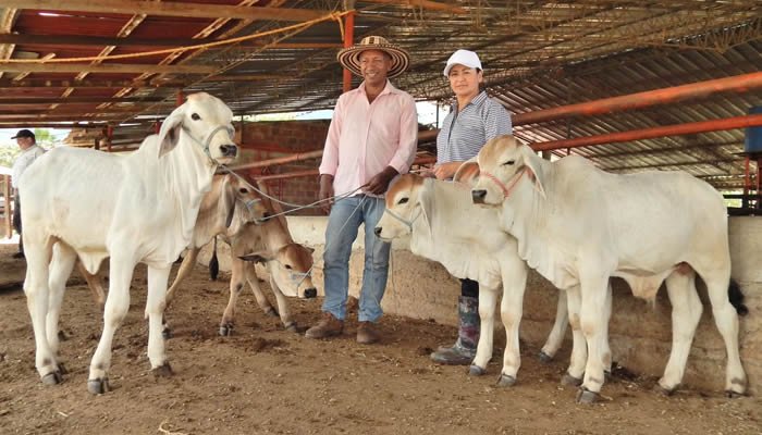 Importante inversión para fortalecer el mejoramiento genético bovino