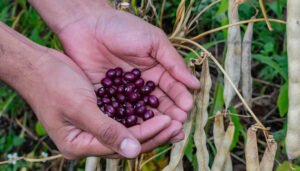 Huila, líder agrícola de Colombia