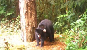 Se viene el XI festival del oso andino y danta de montaña