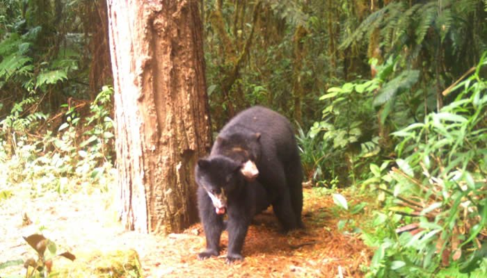 Se viene el XI festival del oso andino y danta de montaña