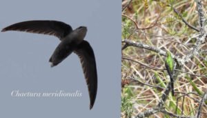Huila llega a 760 especies de aves