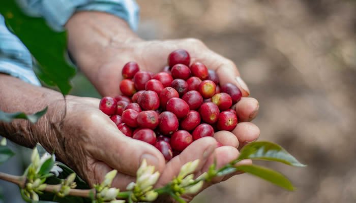 Huila busca sus mejores cafés para concurso y subasta
