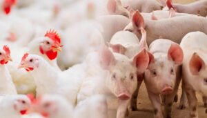 Se busca el reforzamiento del control sanitario en sectores avícola y porcícola