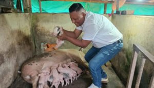 Proyecto para fortalecer la porcicultura en Íquira