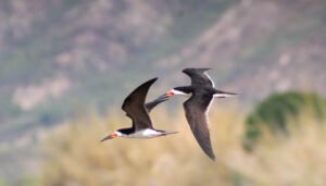 Huila registra 422 especies de aves en jornada mundial