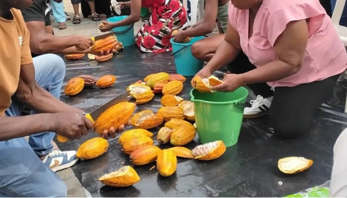 Fedecacao seguirá al frente del Fondo de Estabilización del Precio del Cacao