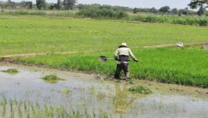 Arroceros del Huila cuestionan a Minagricultura