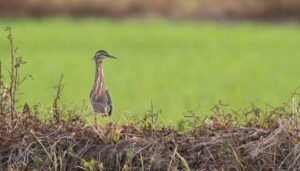 Huila participará en jornada mundial de observación de aves