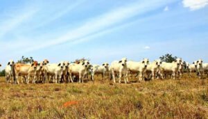 Nuevo ciclo de vacunación bovina en Colombia